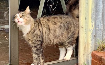 Sammy the Barn Cat