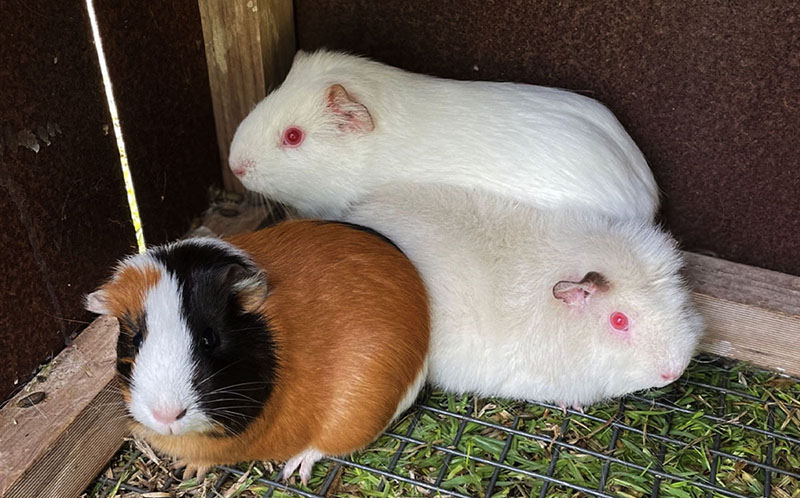 The Guinea Pigs